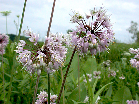 Allium cernuum